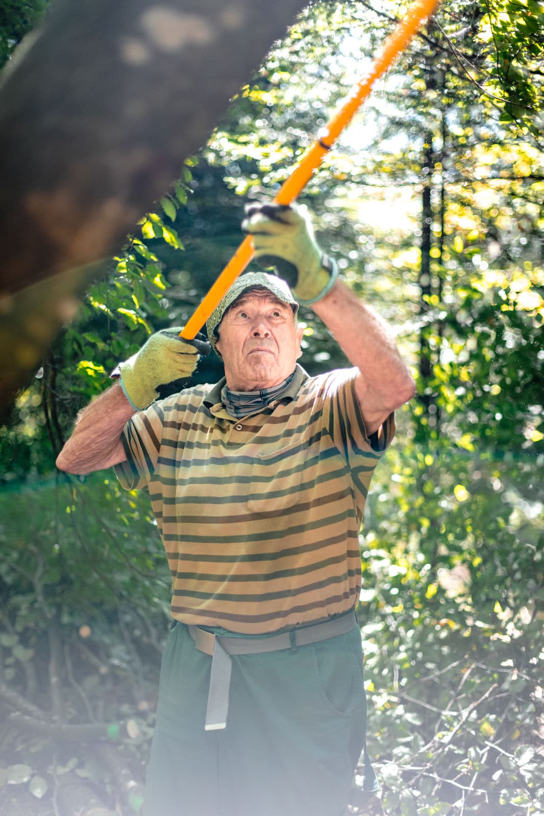 Ein alter Mann sägt einen Ast mit einer Astsäge ab im Sommer im Wald