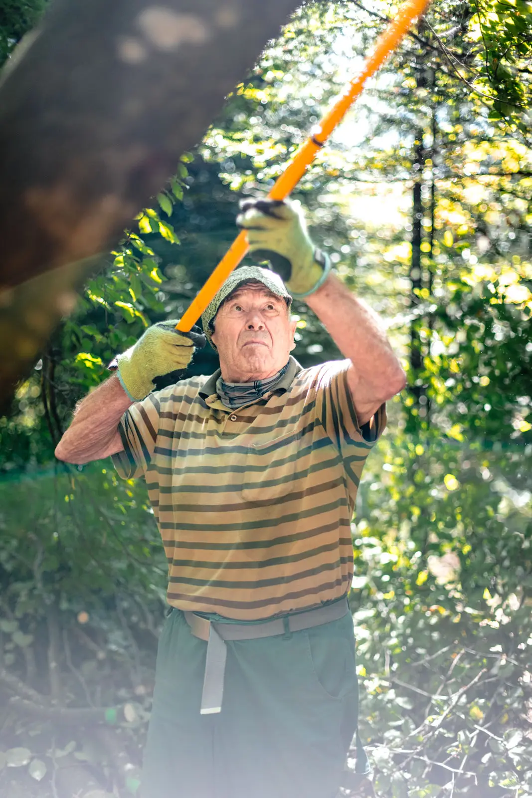 Ein alter Mann sägt einen Ast mit einer Astsäge ab im Sommer im Wald