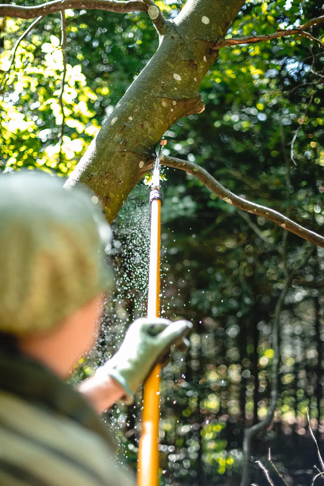Ein Mann sägt im Sommer im Wald einen Ast mit einer Astsäge von einem Baum ab