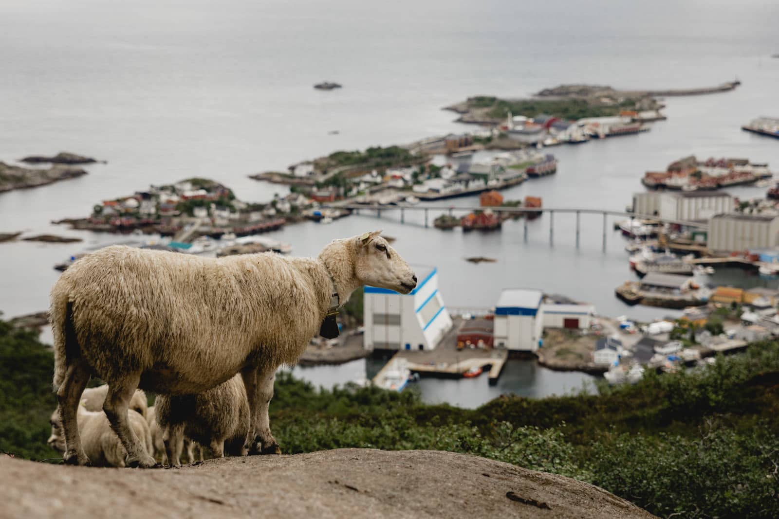 Schafe auf dem 600m hohen Berg Fløya, Norwegen