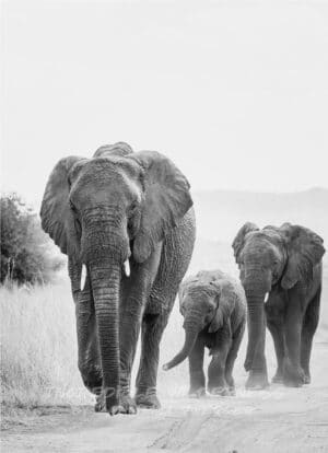 Elefanten mama mit ihren zwei Kindern
