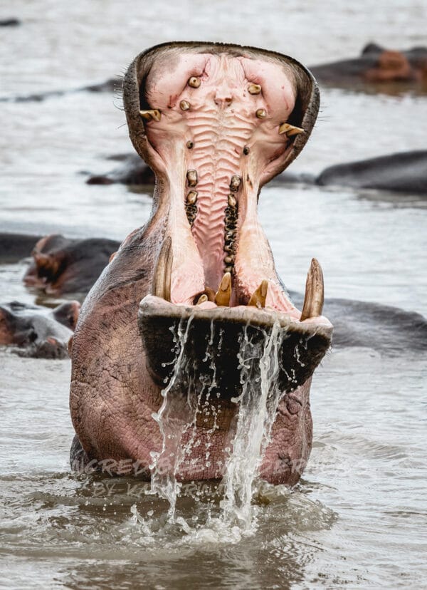 Ein Nilpferd in Afrika mit weit aufgerissenem Maul und Wasser läuft heraus.