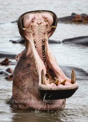 Ein Nilpferd in Afrika mit weit aufgerissenem Maul von der seitlichen Perspektive mit großen Zähnen.