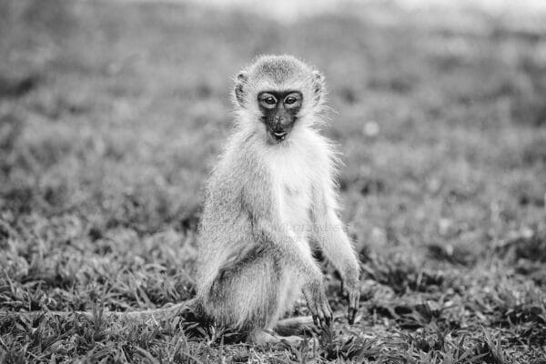 Ein junger Affe sitzt auf einer Wiese und schaut in die Kamera