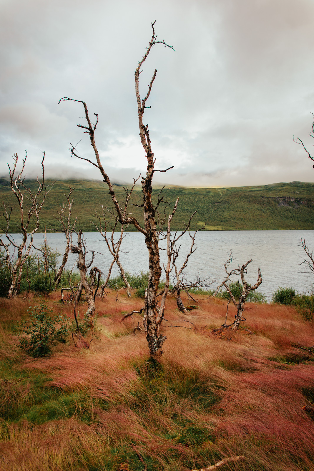 Karge Bäume und rosa Gras am Ufer des Kårsajåkka