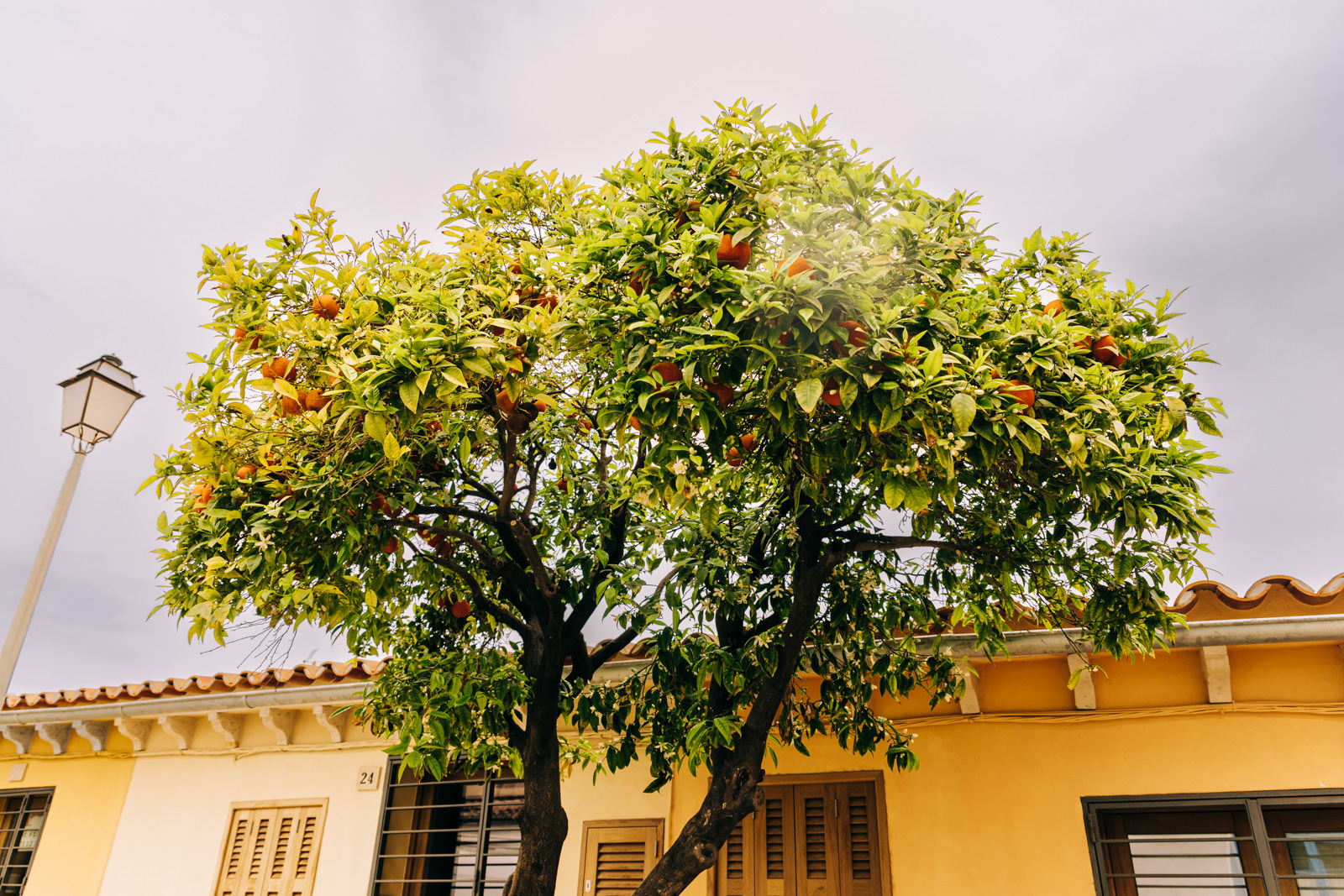 Orangenbaum vor Haus in Palma