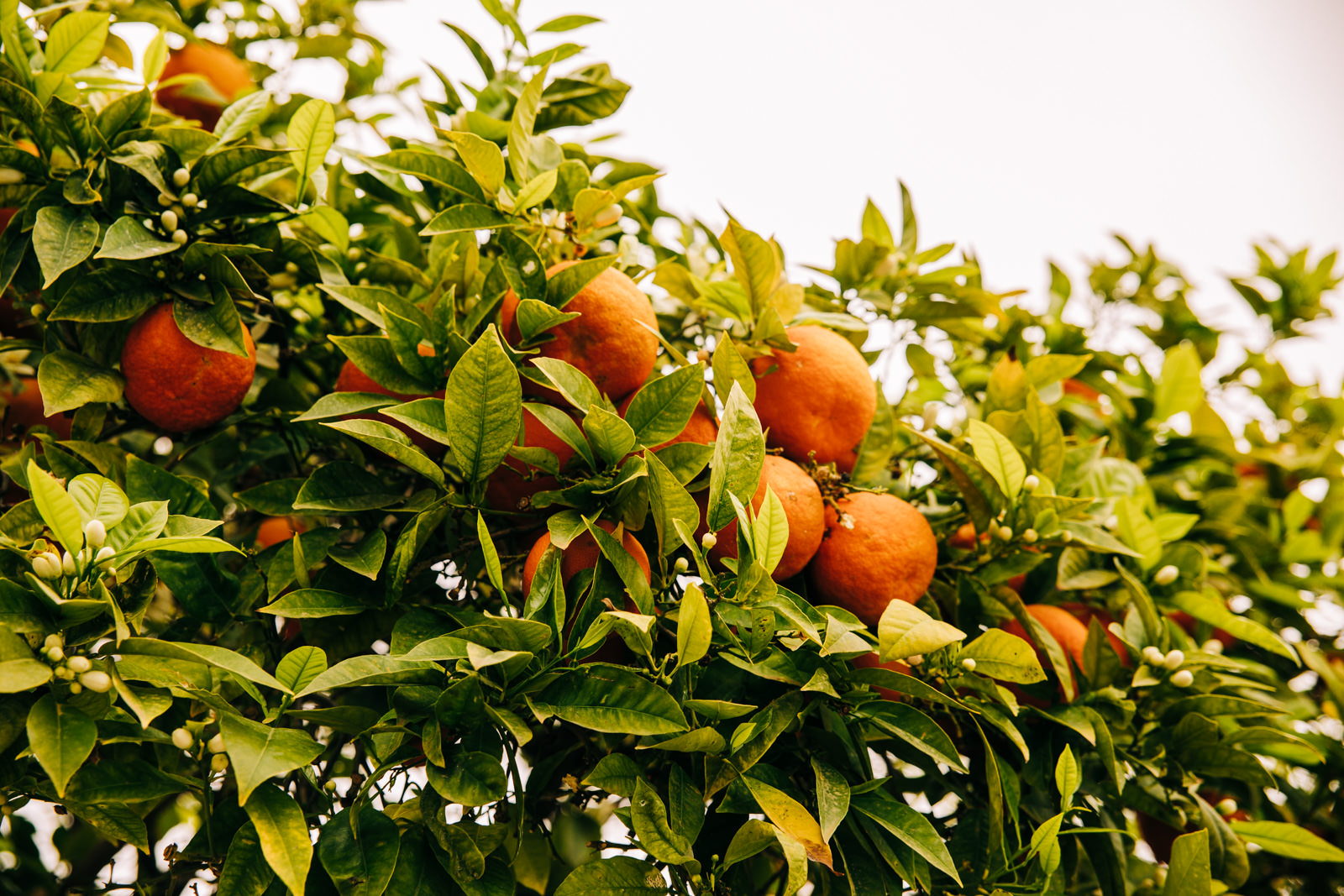 Orangenbaum auf Palma