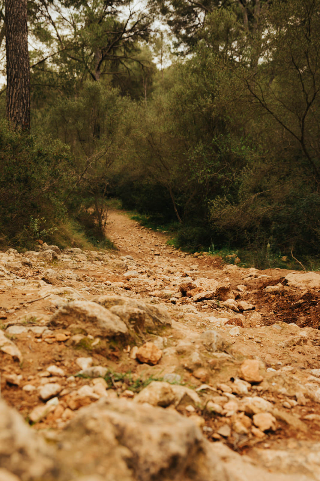Steiniges Wege auf Palmas Bergen