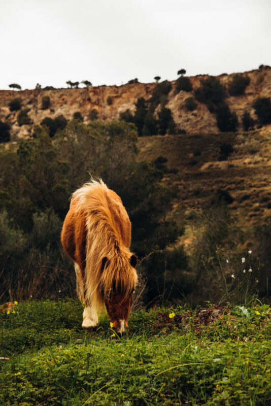 Pony in Palma de Mallorca