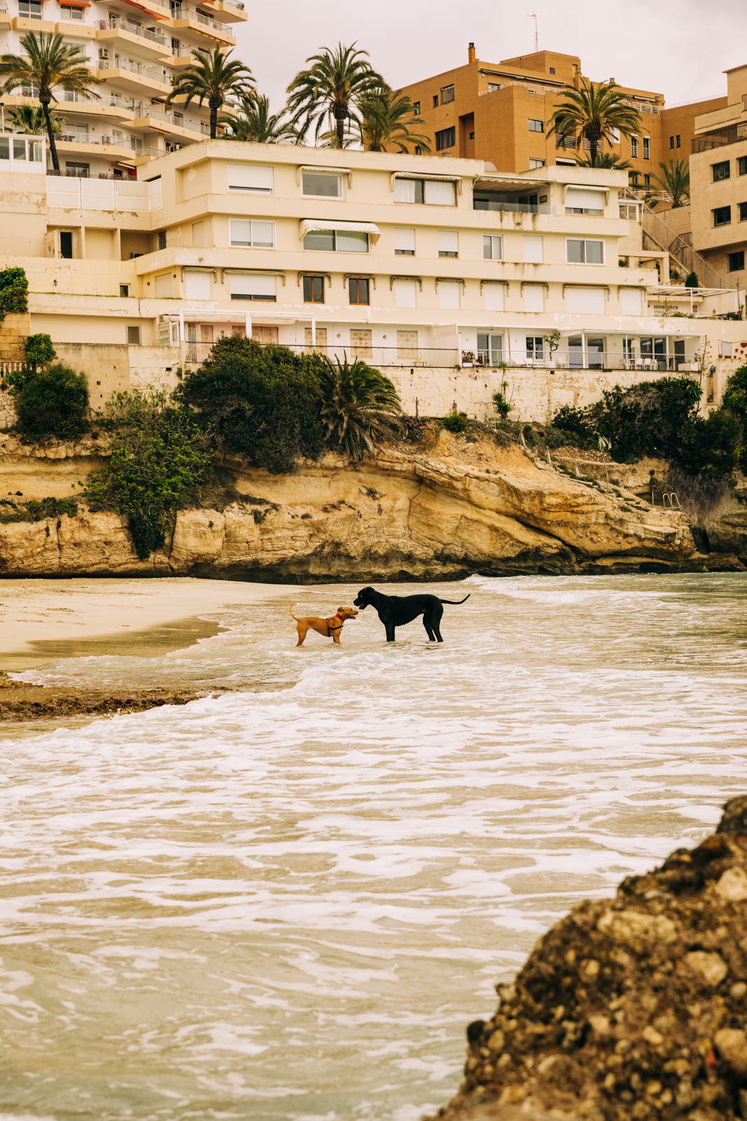 Hunde am Strand von Cala Major in Palma de Mallorca