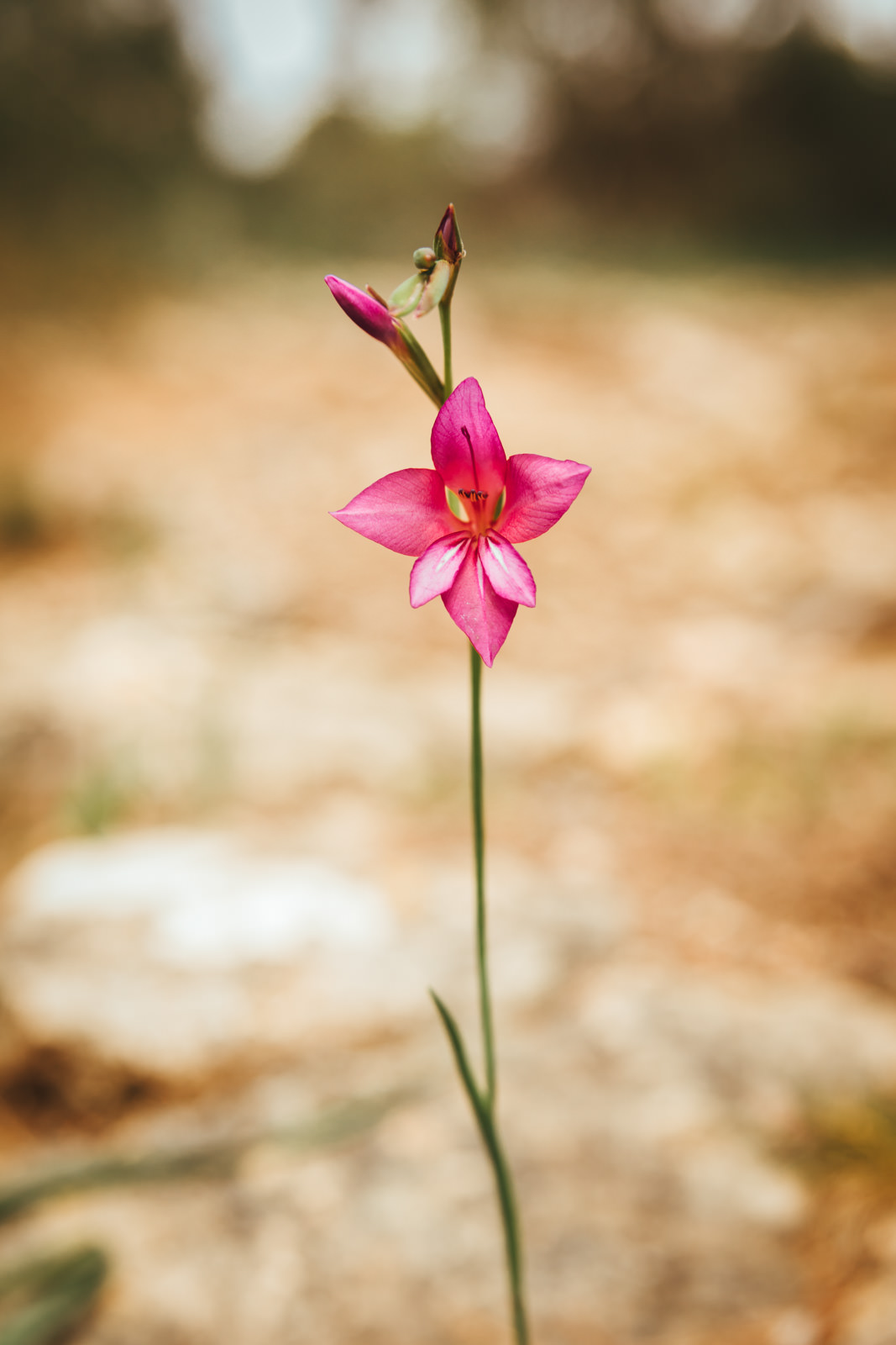 Acker-gladiole (Gladiolus italicus)