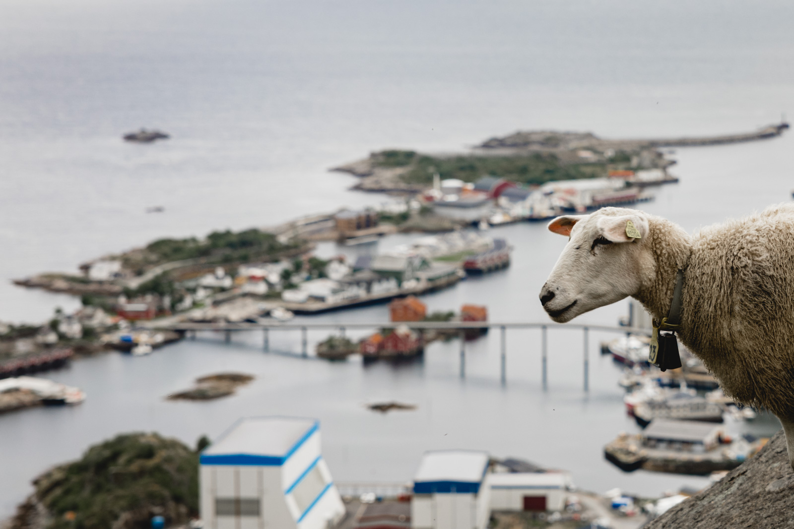 Schaf bei Fløya, Norwegen